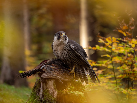 Peregrine falcon (Falco peregrinus) sitting on hunted pheasant and colorful autumn background. Pereg