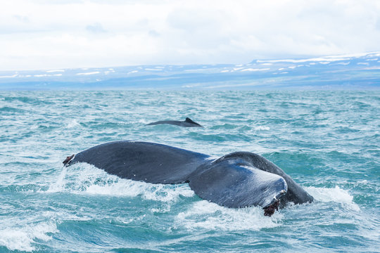 humback whales in iceland